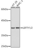 Anti-LEFTY1/2 antibody produced in rabbit