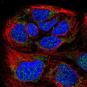 Anti-HPDL antibody produced in rabbit Prestige Antibodies&#174; Powered by Atlas Antibodies, affinity isolated antibody