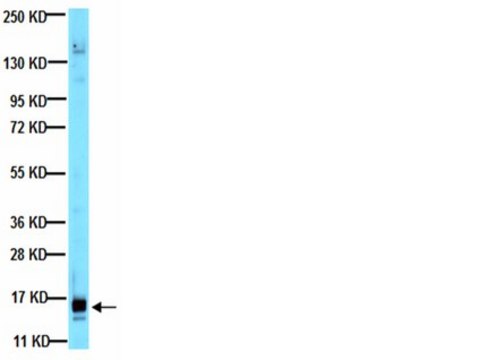 Anti-VEGF Antibody, clone VG1 ascites fluid, clone VG1, from mouse