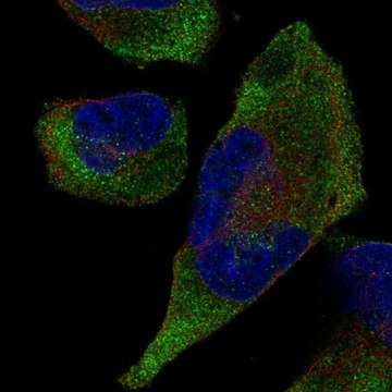 Anti-TRIM9 antibody produced in rabbit Prestige Antibodies&#174; Powered by Atlas Antibodies, affinity isolated antibody