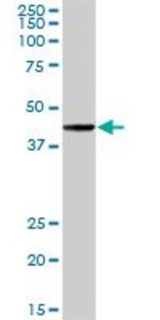 Anti-POU2F2 antibody produced in rabbit purified immunoglobulin, buffered aqueous solution