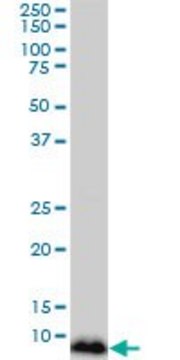 Monoclonal Anti-NDUFB3 antibody produced in mouse clone 6C6, purified immunoglobulin, buffered aqueous solution