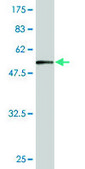 Monoclonal Anti-FAM84A antibody produced in mouse clone 1C2, purified immunoglobulin, buffered aqueous solution