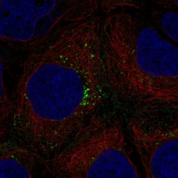 Anti-HEG1 antibody produced in rabbit Prestige Antibodies&#174; Powered by Atlas Antibodies, affinity isolated antibody