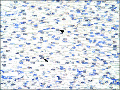 Anti-SNRPF antibody produced in rabbit IgG fraction of antiserum