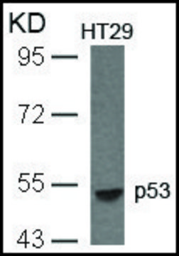 Anti-TP53 (Ab-33) antibody produced in rabbit affinity isolated antibody