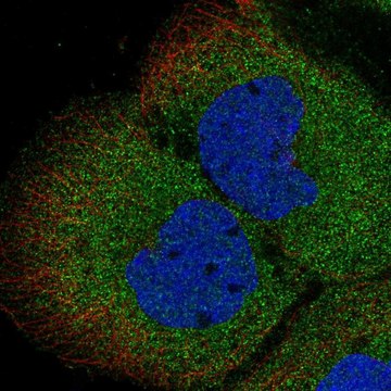 Anti-MGEA5 antibody produced in rabbit Prestige Antibodies&#174; Powered by Atlas Antibodies, affinity isolated antibody