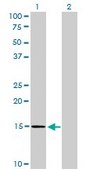 Monoclonal Anti-NXT1 antibody produced in mouse clone 4F11, purified immunoglobulin, buffered aqueous solution
