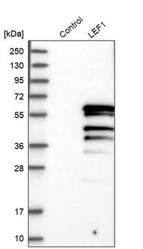 Anti-LEF1 antibody produced in rabbit Prestige Antibodies&#174; Powered by Atlas Antibodies, affinity isolated antibody, buffered aqueous glycerol solution