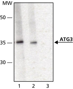 Anti-ATG3 antibody produced in rabbit affinity isolated antibody, buffered aqueous solution