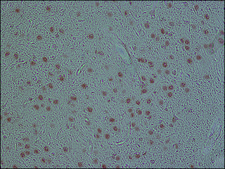 Monoclonal Anti-FUS antibody produced in mouse clone FUS-4, tissue culture supernatant