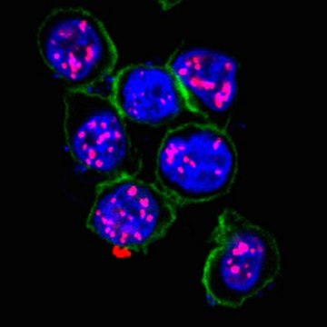 Anti-HHV-8 LNA-1 Antibody, clone LN53 clone LN53, from rat