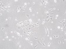 mEER Mouse E6/E7/hRas Oropharynx Epithelial Cell Line