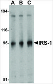 Anti-IRS-1 antibody produced in rabbit affinity isolated antibody, buffered aqueous solution