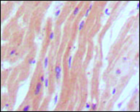 Monoclonal Anti-NPPB antibody produced in mouse clone 9H6B4, ascites fluid