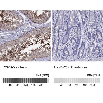 Anti-CYB5R2 Prestige Antibodies&#174; Powered by Atlas Antibodies, affinity isolated antibody