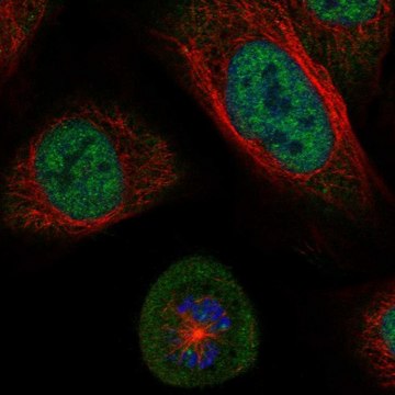 Anti-SGO1 antibody produced in rabbit Prestige Antibodies&#174; Powered by Atlas Antibodies, affinity isolated antibody