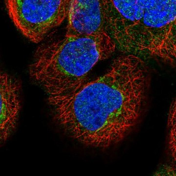 Anti-FAM20C antibody produced in rabbit Prestige Antibodies&#174; Powered by Atlas Antibodies, affinity isolated antibody, buffered aqueous glycerol solution