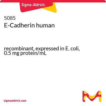 E-钙粘素 人 recombinant, expressed in E. coli, 0.5&#160;mg protein/mL