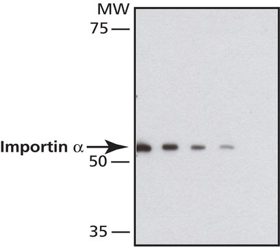 Anti-Importin &#945; antibody, Mouse monoclonal clone IM-75, purified from hybridoma cell culture