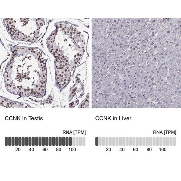 Anti-CCNK Prestige Antibodies&#174; Powered by Atlas Antibodies, affinity isolated antibody