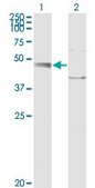 Monoclonal Anti-C20orf31 antibody produced in mouse clone 2E4, purified immunoglobulin, buffered aqueous solution