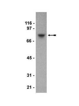 Anti-SH3KBPI Antibody, clone 179.1.E1 clone 179.1.E1, from mouse