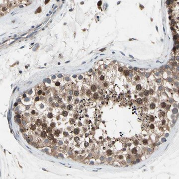 Anti-MMEL1 antibody produced in rabbit Prestige Antibodies&#174; Powered by Atlas Antibodies, affinity isolated antibody, buffered aqueous glycerol solution