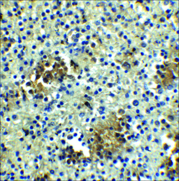 Anti-ABCA7 antibody produced in rabbit affinity isolated antibody, buffered aqueous solution