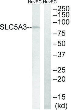 Anti-SLC5A3 antibody produced in rabbit affinity isolated antibody