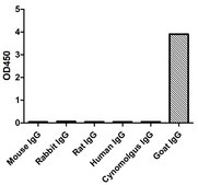 Alpaca Anti-Goat IgG(Fcγ) single domain Antibody recombinant Alpaca(VHH) Nano antibody