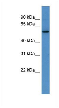 Anti-PAPD4 antibody produced in rabbit affinity isolated antibody