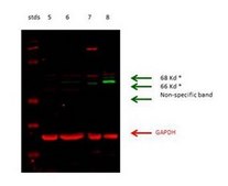 Anti-GLS antibody produced in rabbit affinity isolated antibody
