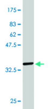 Monoclonal Anti-PTK7 antibody produced in mouse clone 4D4, purified immunoglobulin, buffered aqueous solution