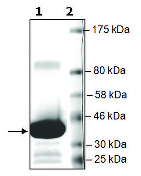 BRD4 (49-170) GST tag human recombinant, expressed in E. coli, &#8805;82% (SDS-PAGE)