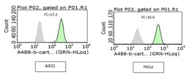 Anti-Active-&#946;-Catenin Antibody, clone 8E7, Alexa Fluor&#8482; 488 clone 8E7, from mouse, ALEXA FLUOR&#8482; 488