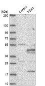 Anti-PEX3 antibody produced in rabbit Prestige Antibodies® Powered by Atlas Antibodies, affinity isolated antibody, buffered aqueous glycerol solution