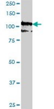 Monoclonal Anti-PCDH10 antibody produced in mouse clone 2H6, purified immunoglobulin, buffered aqueous solution