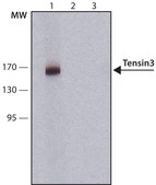 Anti-Tensin 3 antibody, Mouse monoclonal clone TN-17, purified from hybridoma cell culture