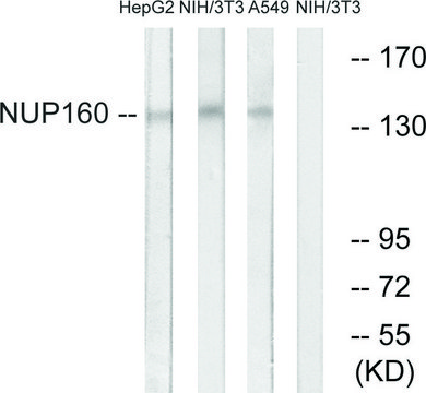 Anti-NUP160 antibody produced in rabbit affinity isolated antibody