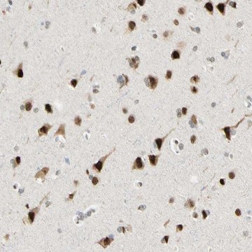 Anti-ATXN1 antibody produced in rabbit Prestige Antibodies&#174; Powered by Atlas Antibodies, affinity isolated antibody, buffered aqueous glycerol solution