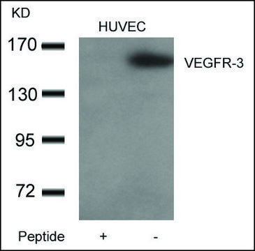 Anti-FLT4 antibody produced in rabbit affinity isolated antibody