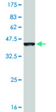 Monoclonal Anti-EVI2B antibody produced in mouse clone 2G9, purified immunoglobulin, buffered aqueous solution