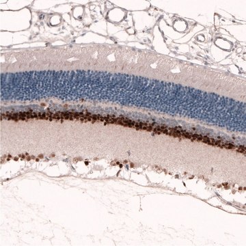 Monoclonal Anti-PAX6 antibody produced in mouse Prestige Antibodies&#174; Powered by Atlas Antibodies, clone CL5414, purified immunoglobulin, buffered aqueous glycerol solution