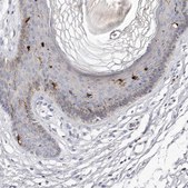 Anti-S1PR5 antibody produced in rabbit Prestige Antibodies® Powered by Atlas Antibodies, affinity isolated antibody, buffered aqueous glycerol solution