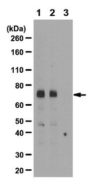 Anti-acetylated-Src (Lys430) Antibody from rabbit, purified by affinity chromatography