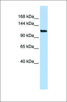 Anti-AFF3 antibody produced in rabbit affinity isolated antibody