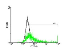 Anti-HLA-DRB3 antibody produced in mouse IgG fraction of antiserum, buffered aqueous solution