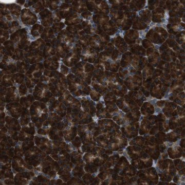 Anti-SSR3 antibody produced in rabbit Prestige Antibodies&#174; Powered by Atlas Antibodies, affinity isolated antibody, buffered aqueous glycerol solution