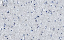 Anti-Neuropeptide Y Antibody, clone 2B5 ZooMAb® Rabbit Monoclonal recombinant, expressed in HEK 293 cells